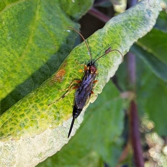 Hymenoptera - Hártyásszárnyúak