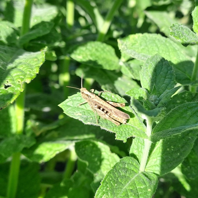 Chorthippus (Glyptobothrus) (subgenus)