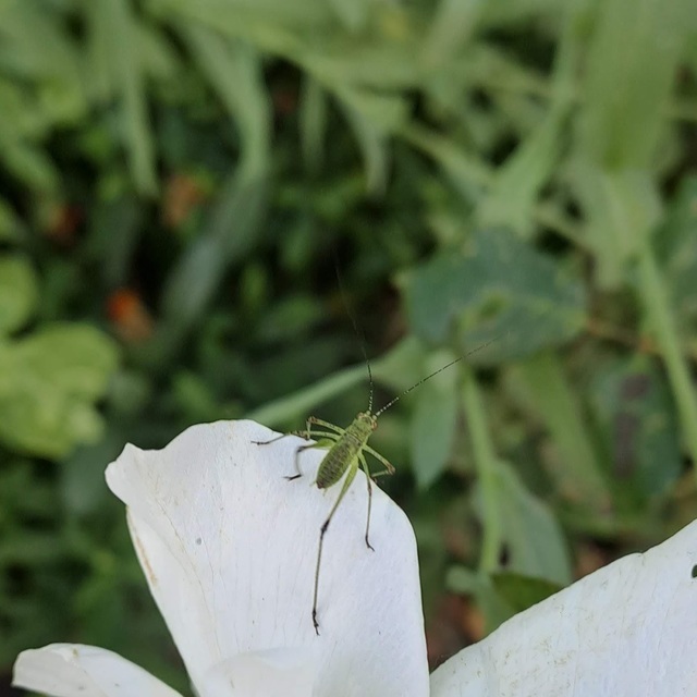 Phaneroptera