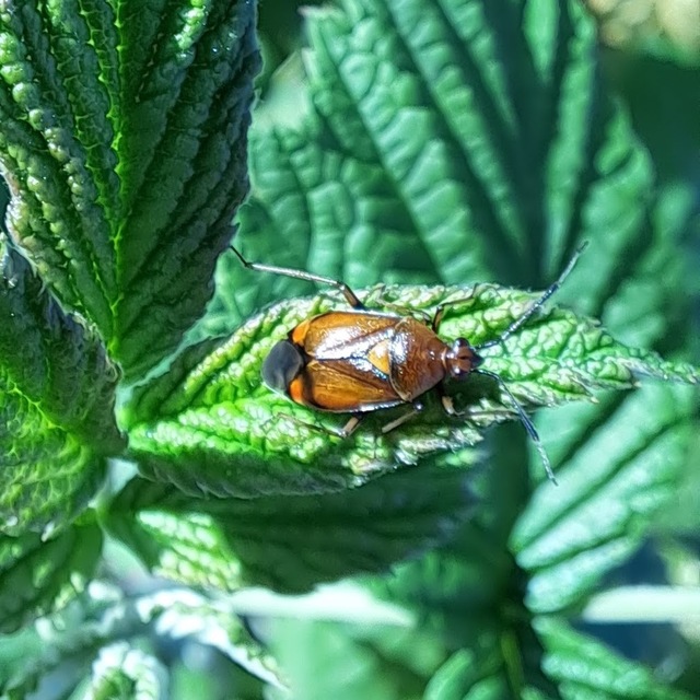 Deraeocoris
