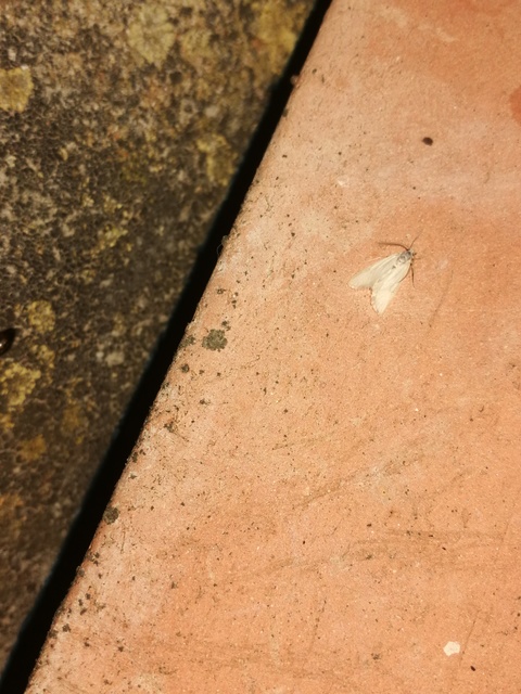 Acentria ephemerella - törpe vízimoly