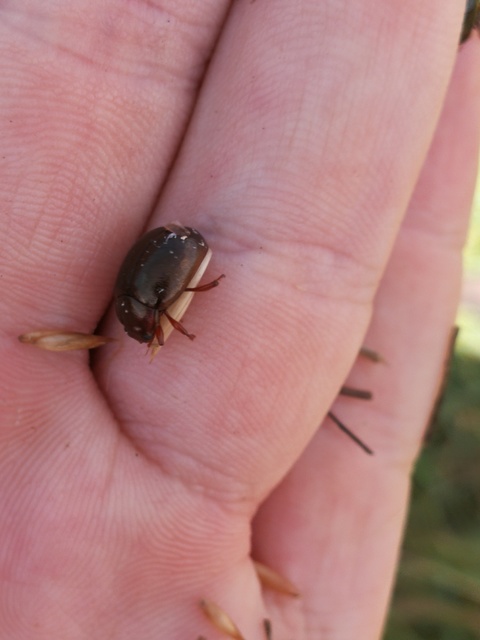 Chrysolina staphylaea - tavaszi levélbogár