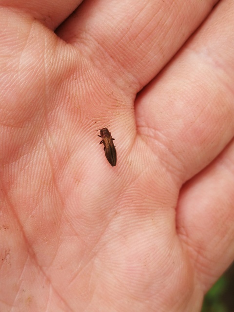 Agrilus cuprescens - földiszeder-karcsúdíszbogár