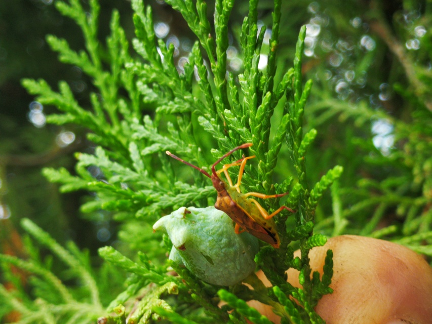 Gonocerus juniperi - boróka-karimáspoloska