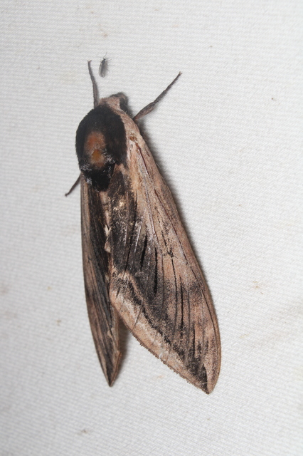 Sphinx ligustri - fagyalszender