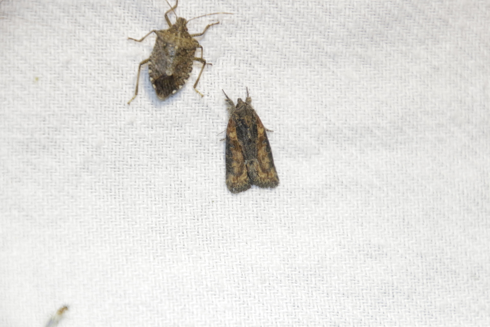 Bryophila raptricula/felina