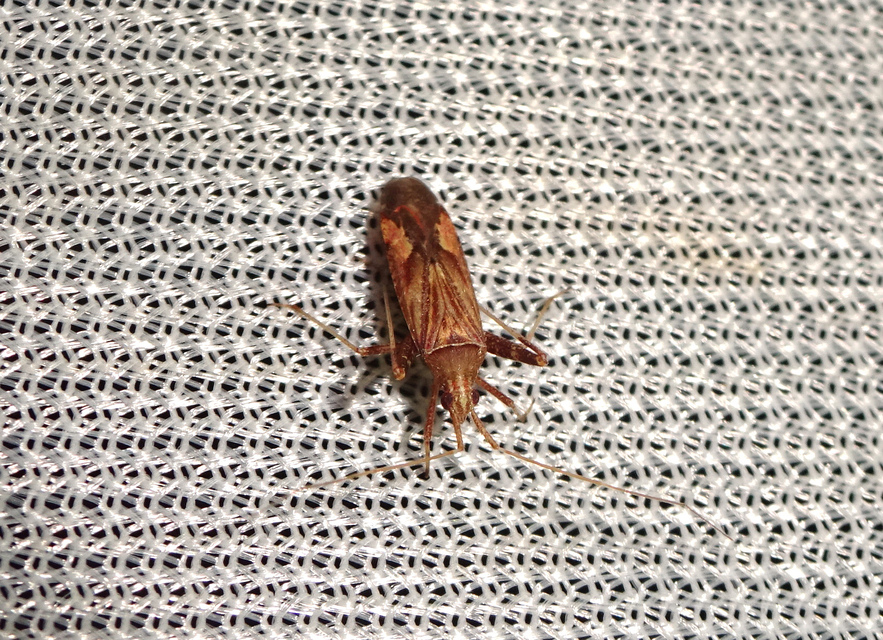 Phytocoris