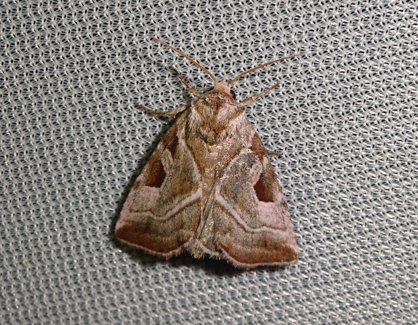 Eucarta virgo - mocsári ametisztbagoly
