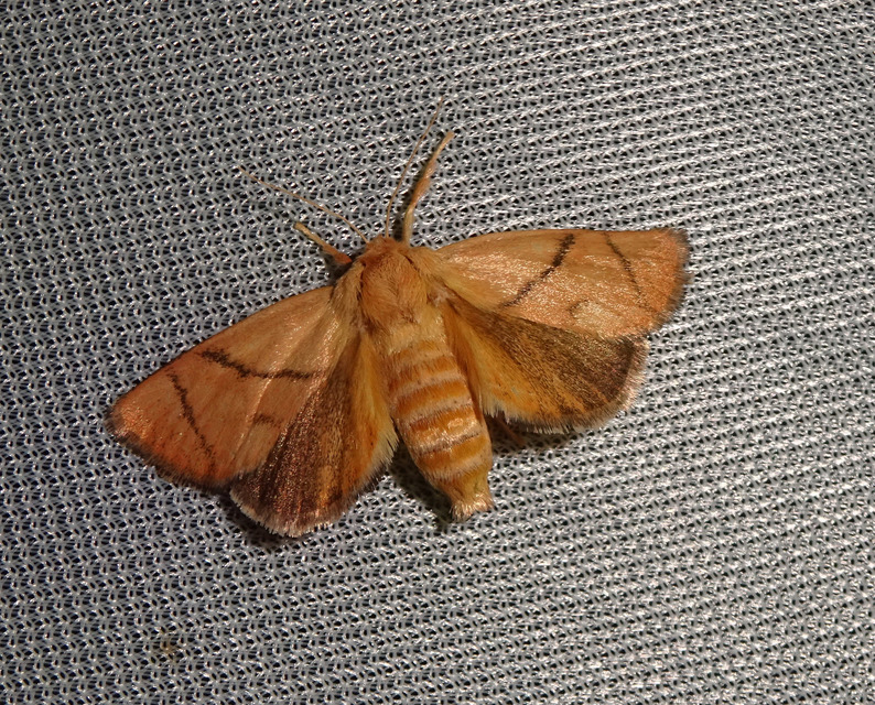 Apoda limacodes - kagylólepke