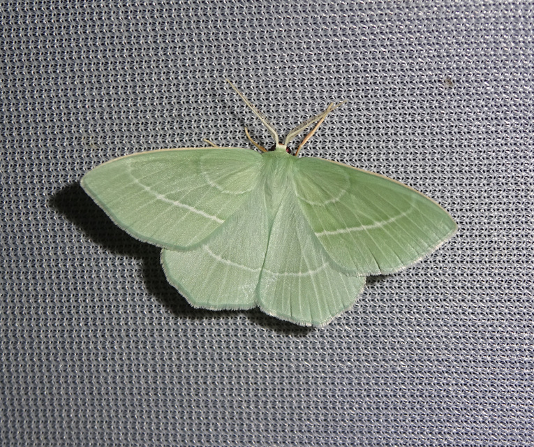 Hemistola chrysoprasaria - kékes zöldaraszoló