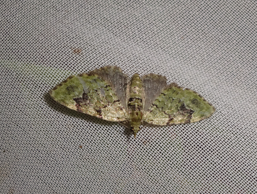 Chloroclystis v-ata - zöldes törpearaszoló