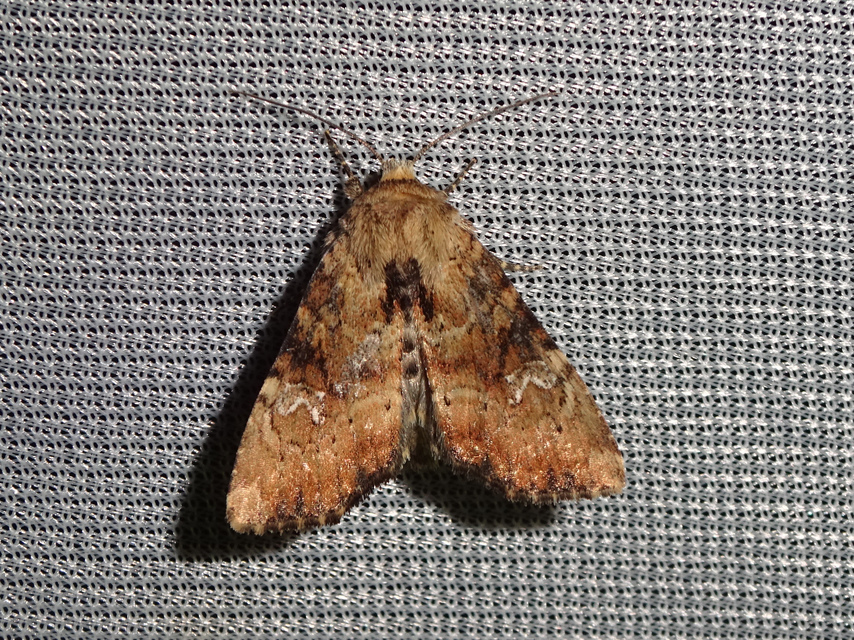Loscopia scolopacina - csinos dudvabagoly
