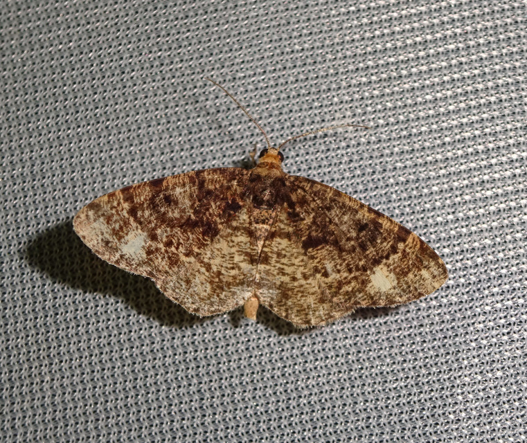 Parectropis similaria - barna zuzmóaraszoló
