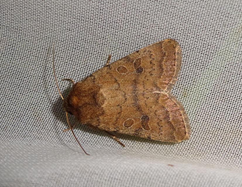 Hoplodrina octogenaria - barna selymesbagoly