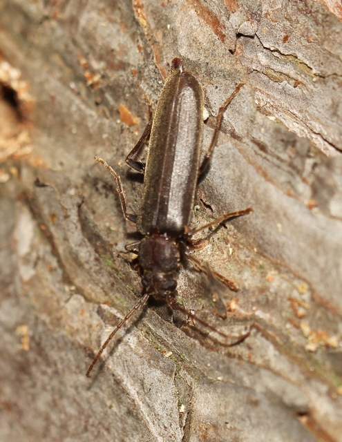 Arhopalus rusticus - gödrösnyakú cincér