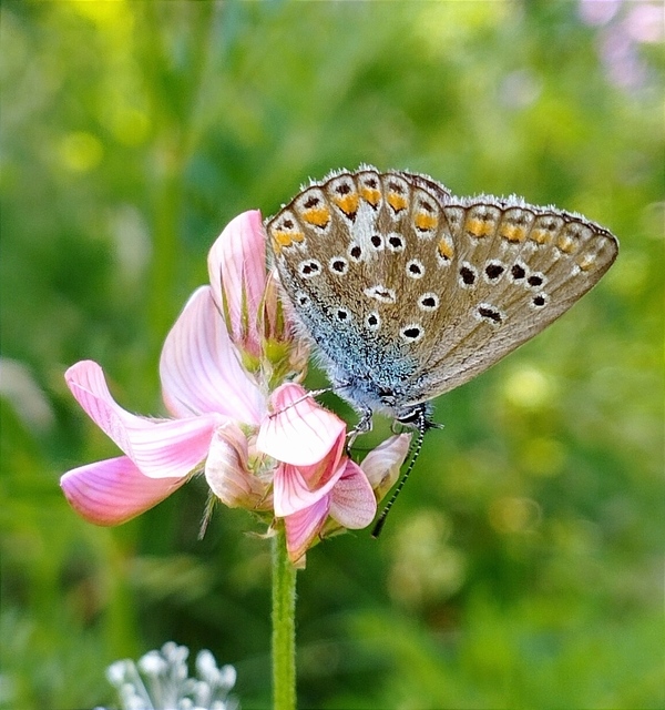 Polyommatus thersites - ibolyaszín boglárka