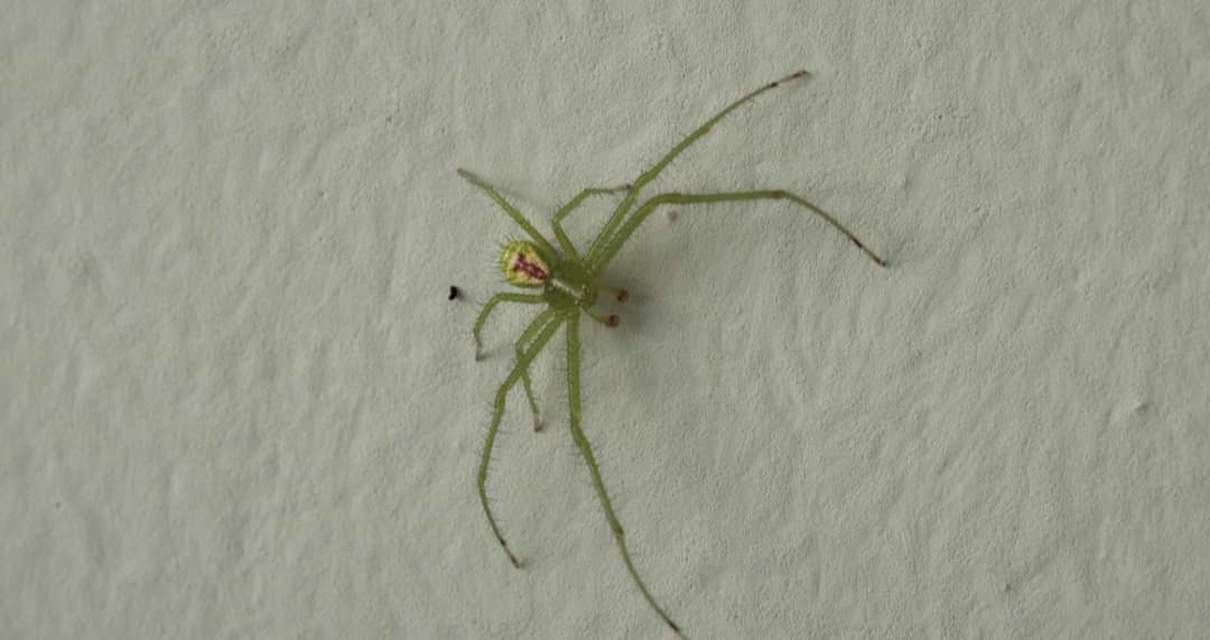 Heriaeus
