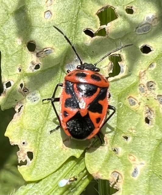 Eurydema dominulus Eurydema dominulus