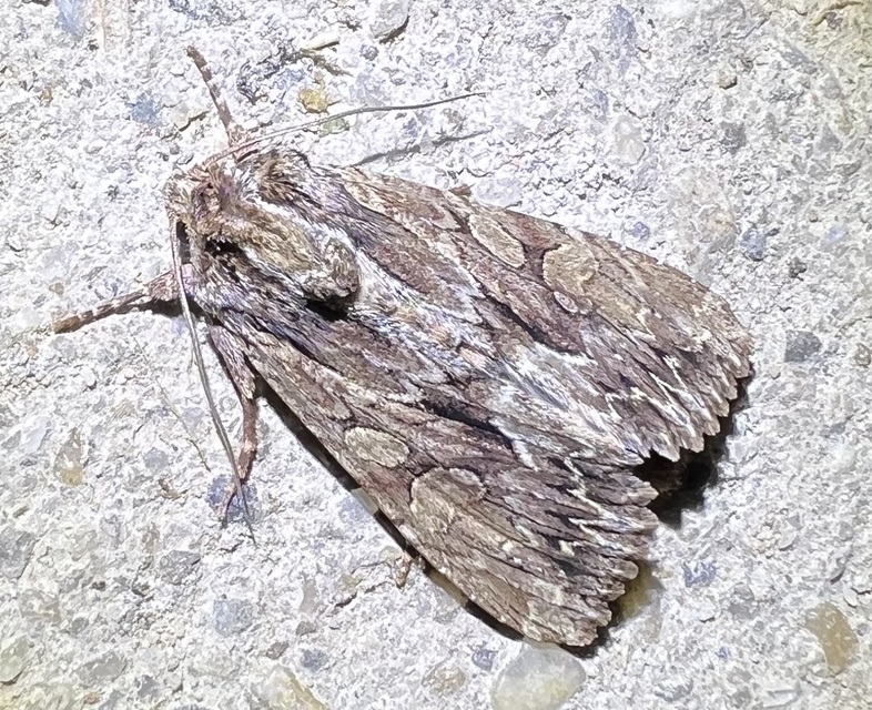 Apamea monoglypha - nagy dudvabagoly