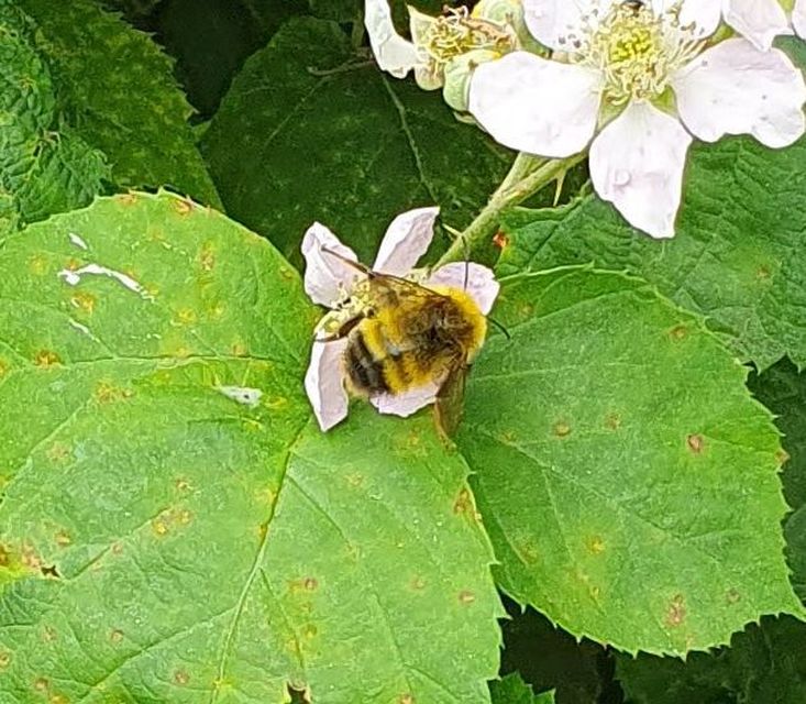 Bombus haematurus - mediterrán poszméh