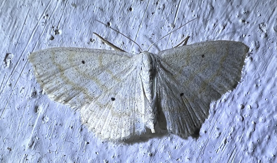 Scopula immutata - réti fehéraraszoló