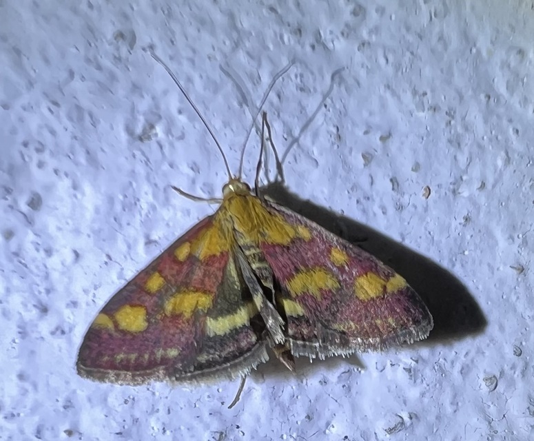 Pyrausta purpuralis - közönséges bíbormoly