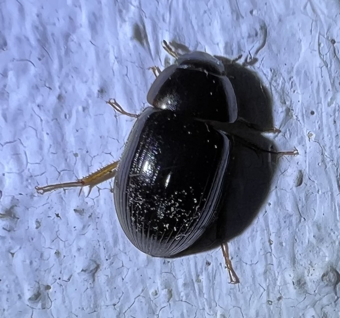 Hydrobius