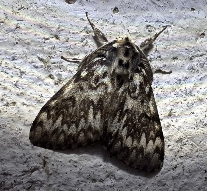 Lymantria monacha - apácalepke