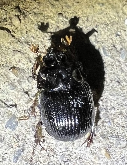 Odonteus armiger - mozgószarvú álganéjtúró