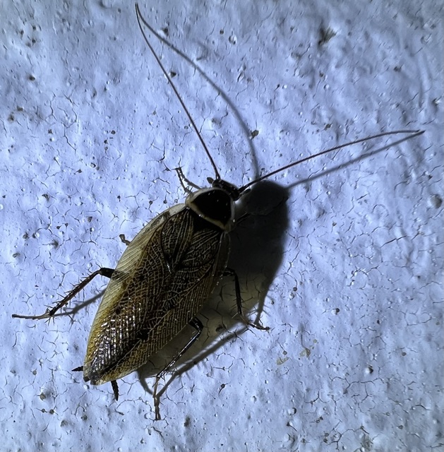 Ectobius sylvestris - fekete erdeicsótány