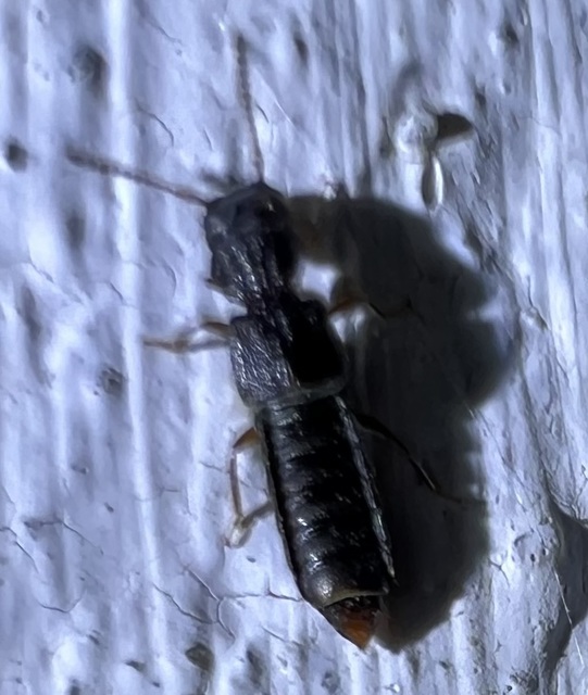 Anotylus rugosus - rovátkáshátú korhóholyva Anotylus rugosus - rovátkáshátú korhóholyva