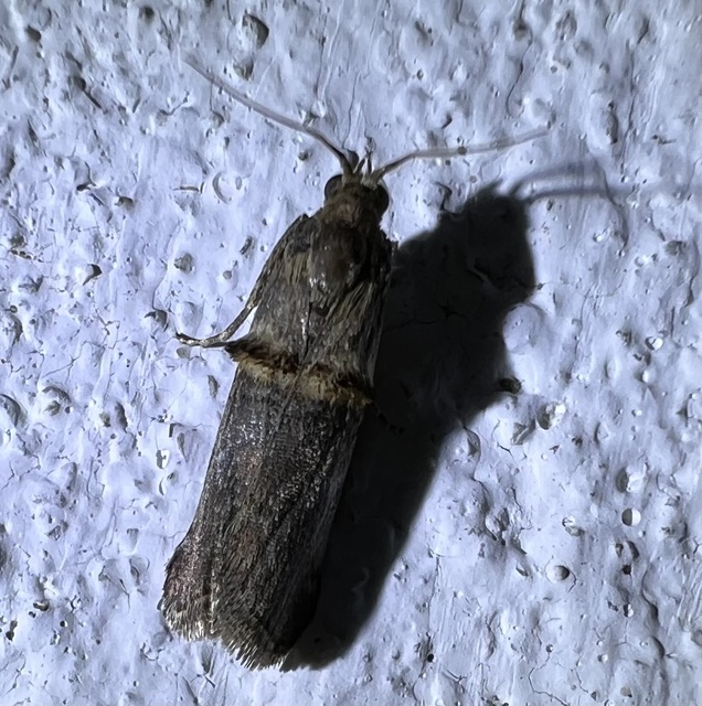 Trachonitis cristella - bokorrágó karcsúmoly