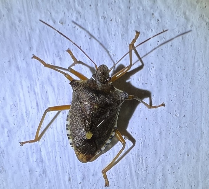 Pentatoma rufipes - vöröslábú címerespoloska Pentatoma rufipes - vöröslábú címerespoloska