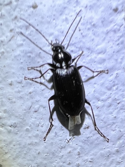 Agonum lugens - mocsári kisfutó Agonum lugens - mocsári kisfutó
