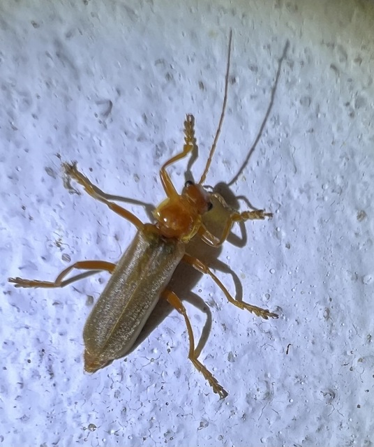 Cantharis rufa - rőt lágybogár