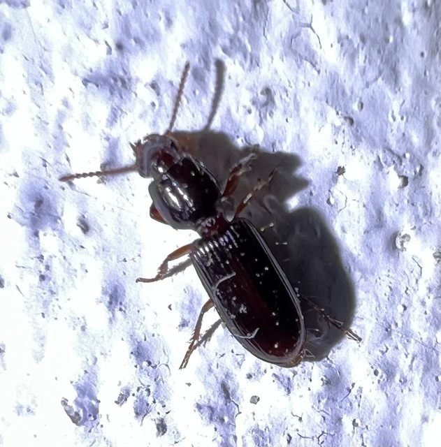 Clivina fossor - egyszínű vakondfutó