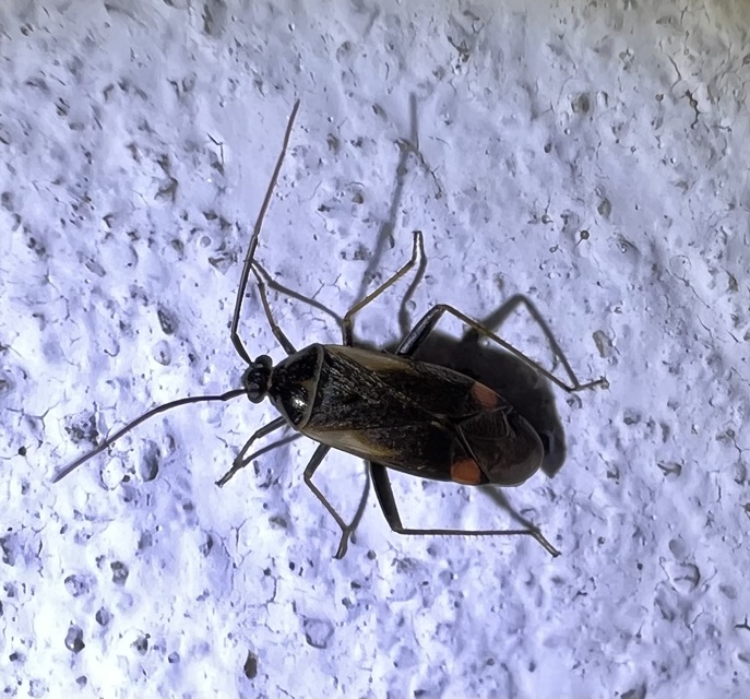 Adelphocoris seticornis - szegélyes mezeipoloska