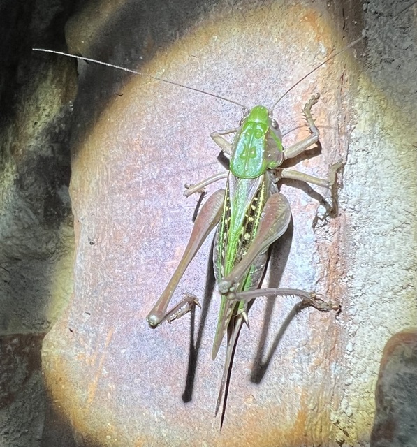 Decticus verrucivorus - szemölcsevő szöcske