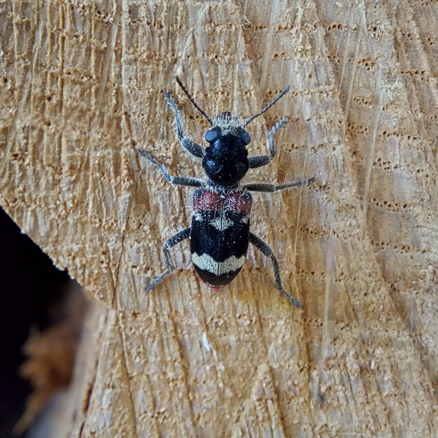 Clerus mutillarius - feketenyakú szúfarkas