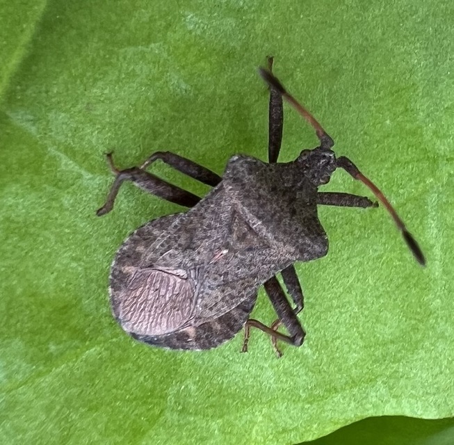 Coreus marginatus - közönséges karimáspoloska