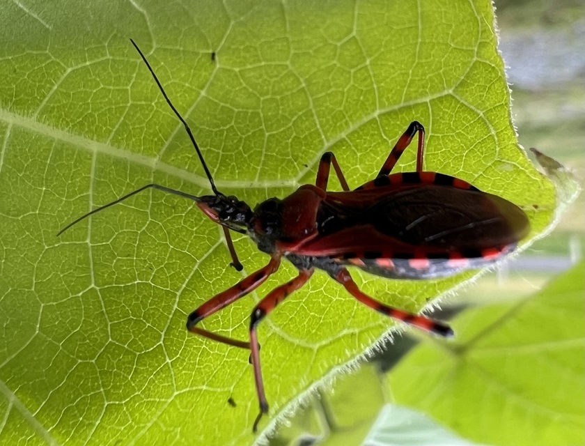 Rhynocoris iracundus - közönséges gyilkospoloska