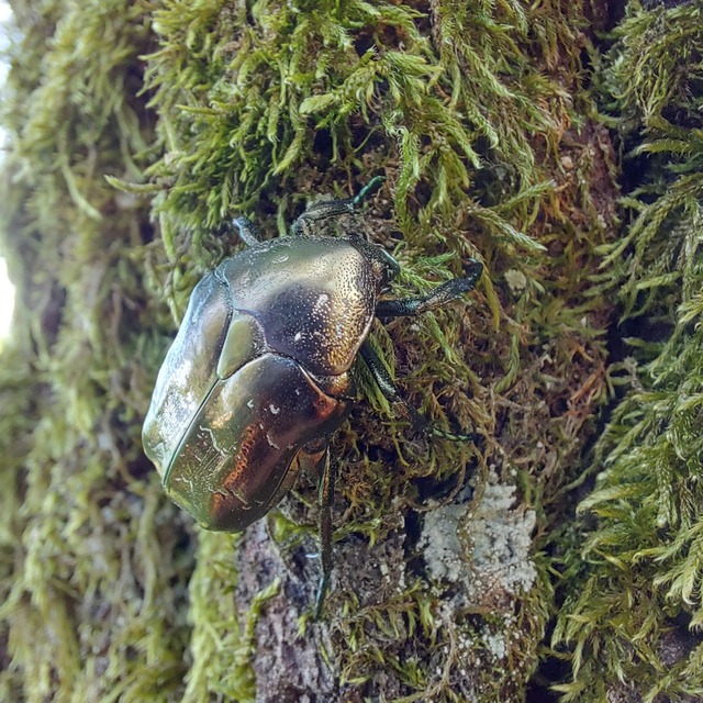 Protaetia marmorata - márványos virágbogár