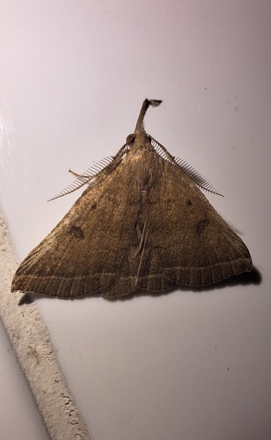 Pechipogo plumigeralis - tollascsápú karcsúbagoly
