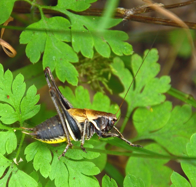 Pholidoptera aptera - nagy avarszöcske