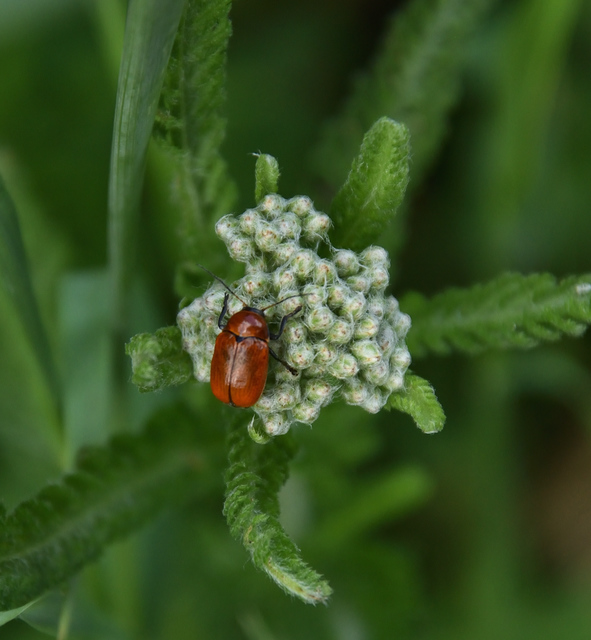 Cryptocephalus coryli - mogyoró-zömökbogár