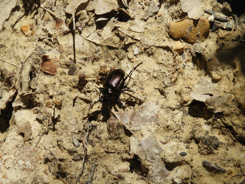 Calosoma inquisitor - kis bábrabló