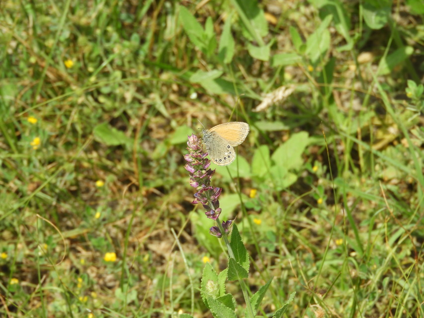 Coenonympha glycerion - közönséges szénalepke