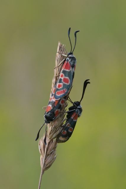 Zygaena carniolica - fehérgyűrűs csüngőlepke