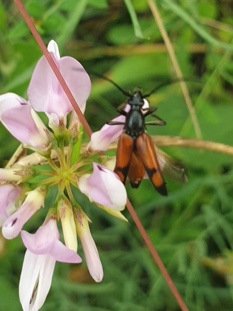 Stenurella bifasciata - kétöves karcsúcincér