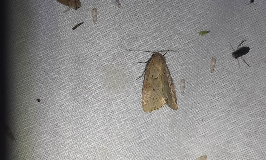 változékony sásbagoly - Photedes fluxa